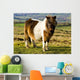 Welsh Cob Wall Mural
