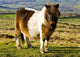 Welsh Cob Wall Mural