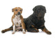 stafforshire bull terrier and rottweiler Wall Decal