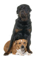 stafforshire bull terrier and rottweiler Wall Decal