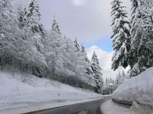 Winter Southern Black Forest Wall Decal
