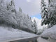 Winter Southern Black Forest Wall Decal