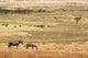Wild zebras on pasture of Serengeti National park Wall Mural