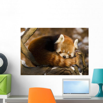 Sleepy Red Panda Wall Mural shown on a wall