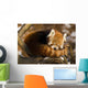 Red Panda Ailurus Fulgens Wall Mural