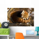 Red Panda Ailurus Fulgens Wall Mural