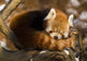 Red Panda Ailurus Fulgens Wall Mural