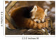 Red Panda Ailurus Fulgens Wall Mural