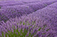 Blooming Lavender Field Wall Mural
