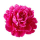 Pink Peony Flower Wall Decal