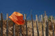 Hat Orange Gate Wall Decal
