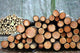 Wood in the Forest Wall Mural