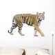 tiger isolated on white background with clipping path. Wall Decal