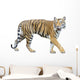 tiger isolated on white background with clipping path. Wall Decal