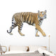 tiger isolated on white background with clipping path. Wall Decal