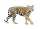 tiger isolated on white background with clipping path. Wall Decal