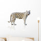 White tiger isolated on white background Wall Decal
