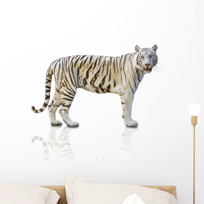 Prowling White Tiger Wall Decal shown on a wall