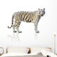 White tiger isolated on white background Wall Decal