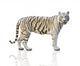 White tiger isolated on white background Wall Decal