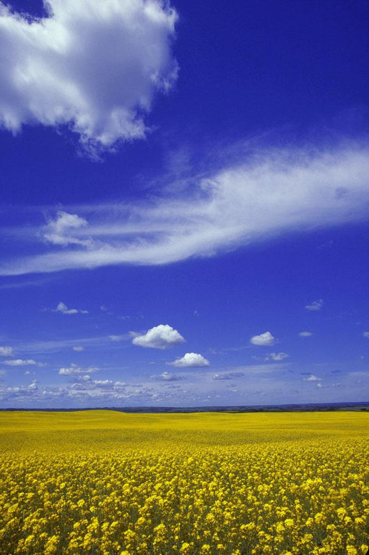Field Canola Wall Decal Design 2