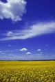 Field Canola Wall Decal Design 2