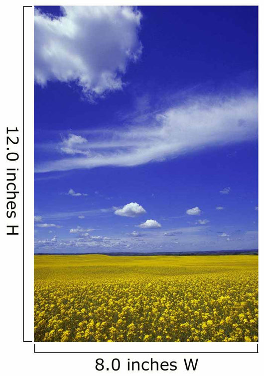 Field Canola Wall Decal Design 2