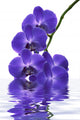 Orchid Wall Decal