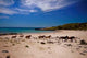 Wild Horses Wall Decal
