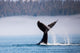 Humpback Whale Diving Alaska Wall Decal