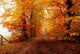 Autumn in the Forest Wall Mural