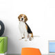 Beagle on white background Wall Decal