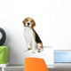 Beagle on white background Wall Decal