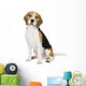 Beagle on white background Wall Decal
