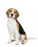 Beagle on white background Wall Decal