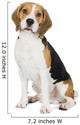 Beagle on white background Wall Decal
