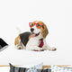 cute beagle dog isolated on white background Wall Decal