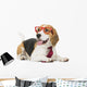 cute beagle dog isolated on white background Wall Decal