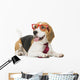 cute beagle dog isolated on white background Wall Decal