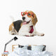 cute beagle dog isolated on white background Wall Decal