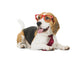 cute beagle dog isolated on white background Wall Decal