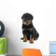 young puppy rottweiler Wall Decal