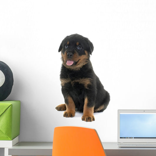 young puppy rottweiler Wall Decal