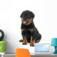 young puppy rottweiler Wall Decal