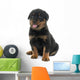 young puppy rottweiler Wall Decal