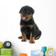 young puppy rottweiler Wall Decal