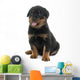 young puppy rottweiler Wall Decal