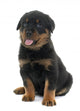 young puppy rottweiler Wall Decal