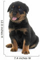 young puppy rottweiler Wall Decal