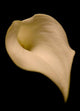 Cala Lilly Wall Mural